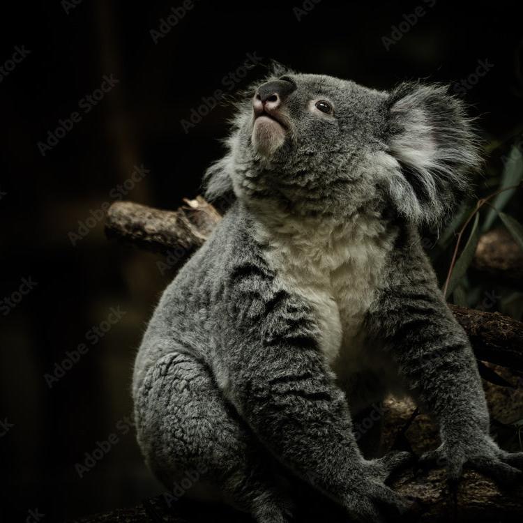 Hangin' in There Koala