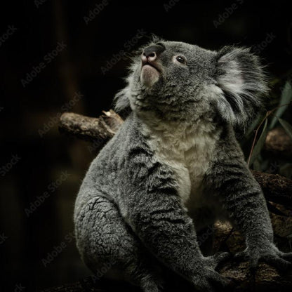 Hangin' in There – Koala